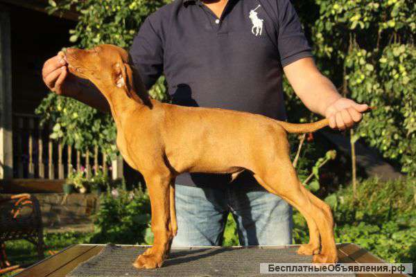 Щенки венгерской выжлы от рабочих импортных родителей, Москва, п-к Зов Полей