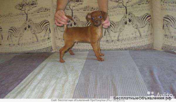 Два породистый мальчика Русского тоя