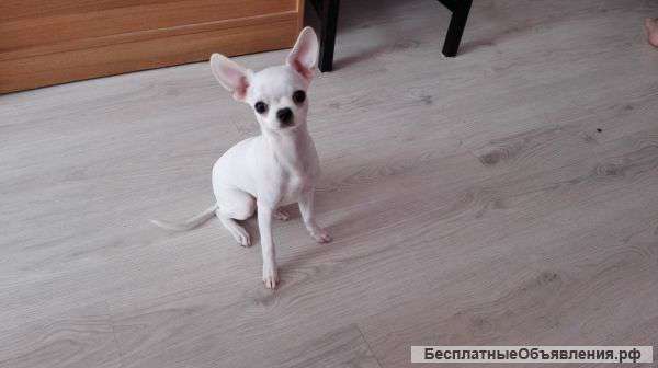 Малыш чихуахуа