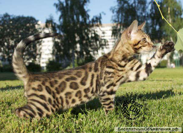 Полосатое счастье