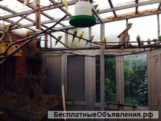 Курятники, птичники, вольеры, зимники