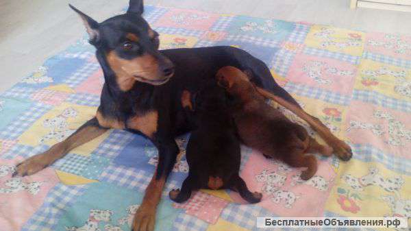 Щенки цвергпинчера клуб