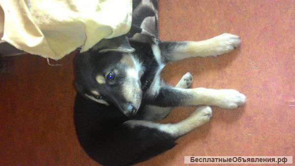 Отдам замечательную девочку