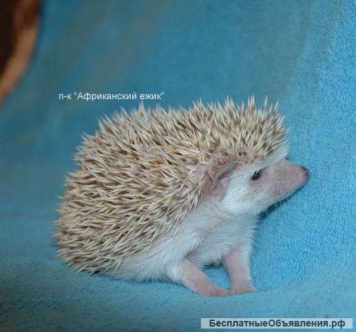 Африканский ежик. Ручные ежики