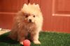 Щенок померанского шпица, ищет хозяев
