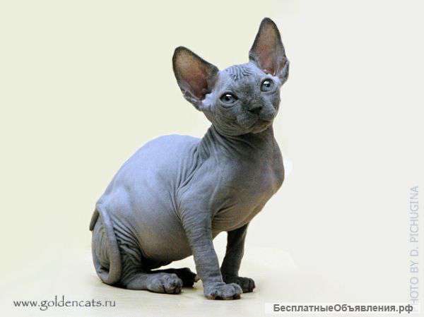 Котята Канадского сфинкса шоу класса