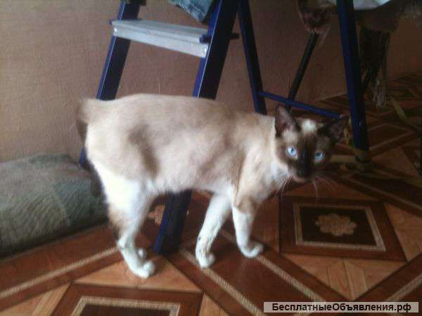 Котенок в добрые руки