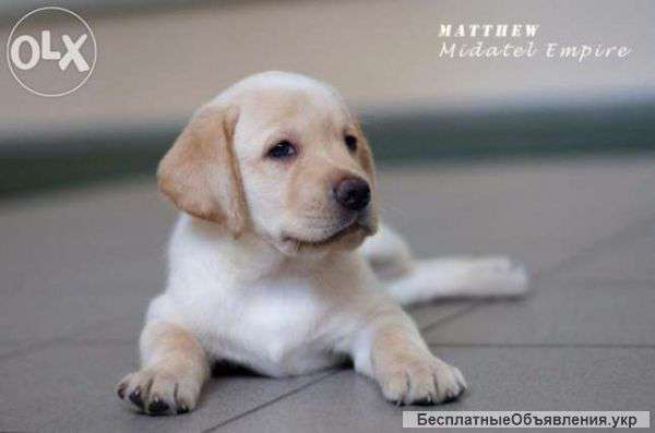 ЛАБРАрыжики в питомнике. КСУ-FCI