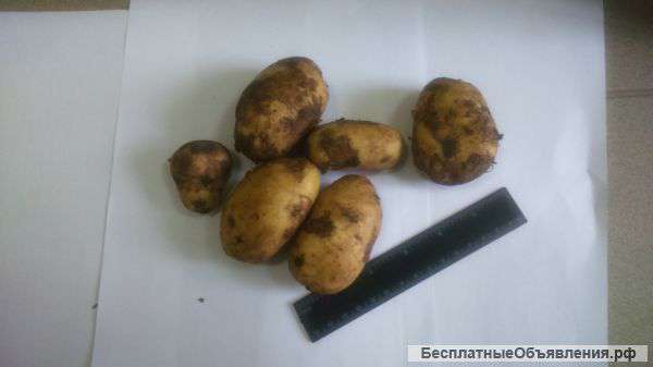 Картофель оптом