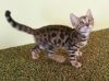 Бенгальский котенок мини леопардик