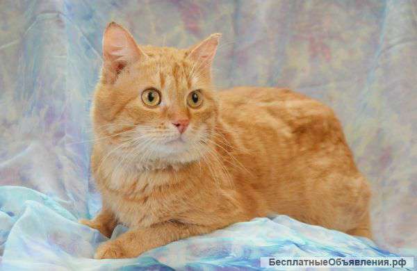 В поисках надежных хозяев удивительной красоты кот Августин