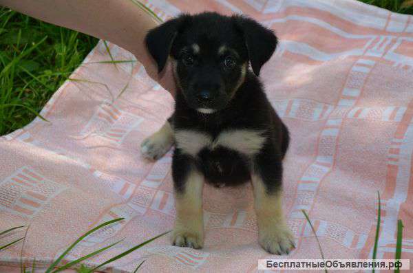 В добрые руки