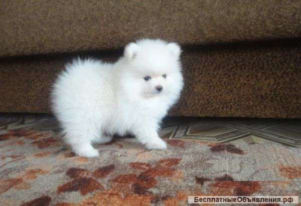 Девочка и мальчик от родителей , документы РКФ