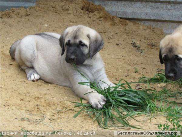 Щенки Анатолийского карабаша из питомника