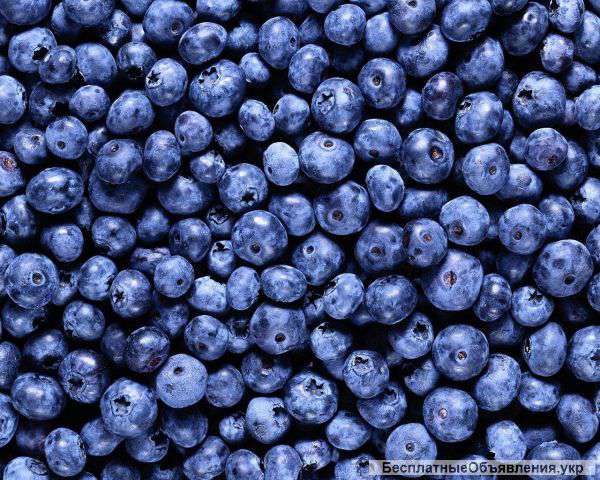Куплю клюкву и чернику