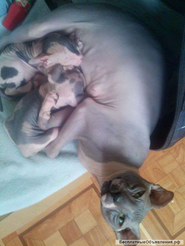 Украинских левкоев