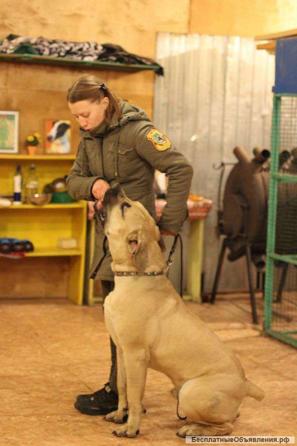 Инcтpyктop-кинoлoг