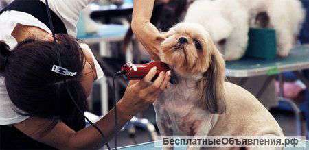 Курсы груминга