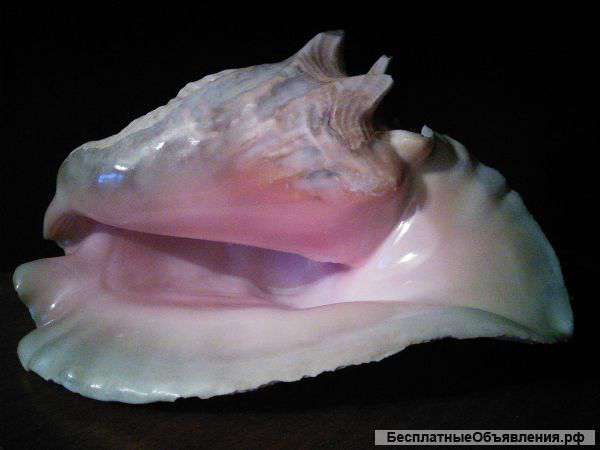 Морская раковина