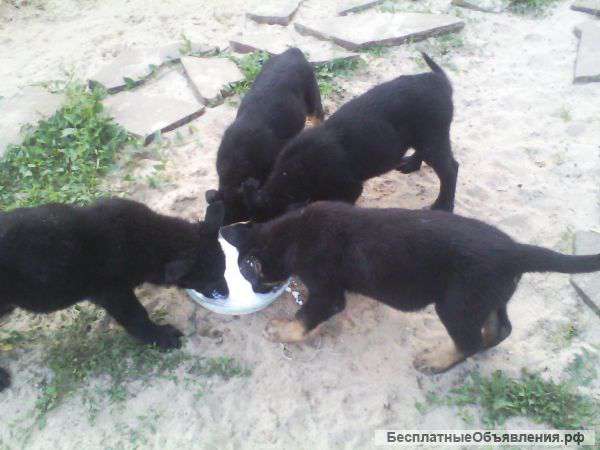 Щенки восточноевропейской овчарки