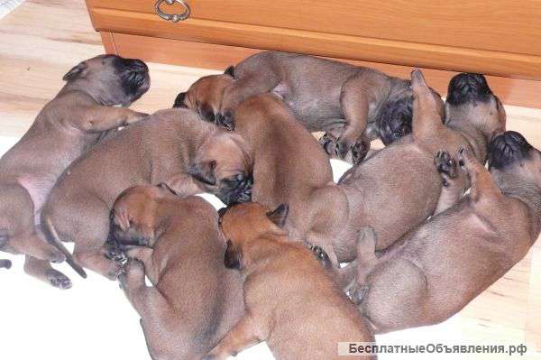 Щенки бульмастифа