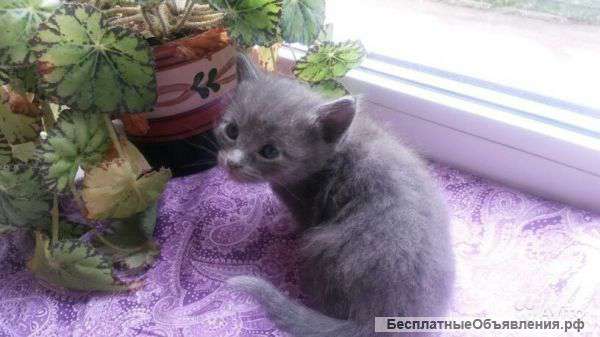 Комочки счастья в добрые руки