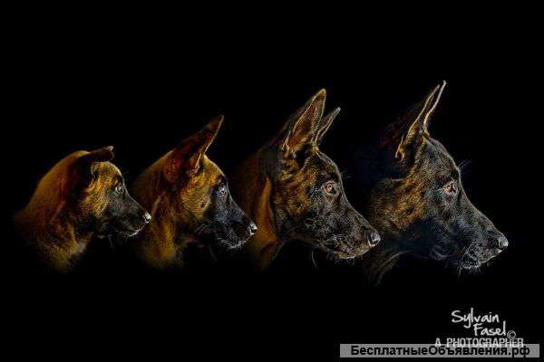 Щеков бельгийской овчарки (малинуа)