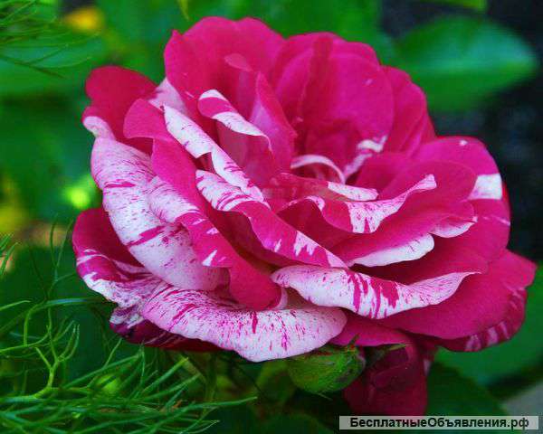 3-х комнатную квартиру