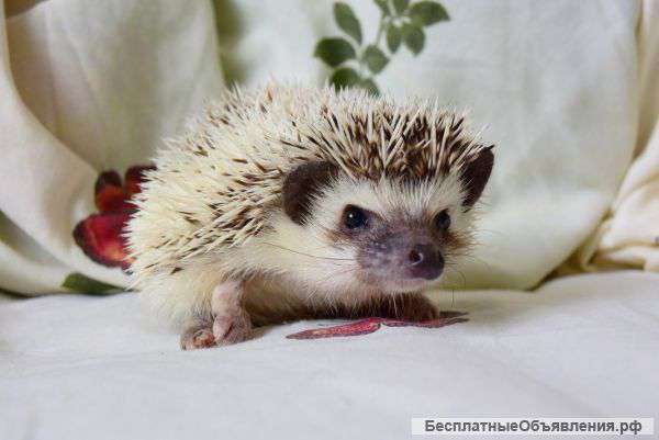 Африканские карликовые ёжики