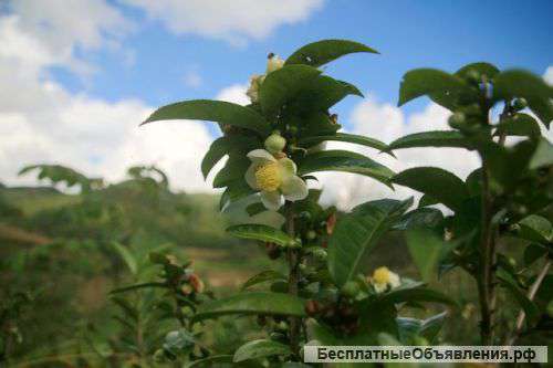 Чай прямо с плантаций и фабрик из Китая!