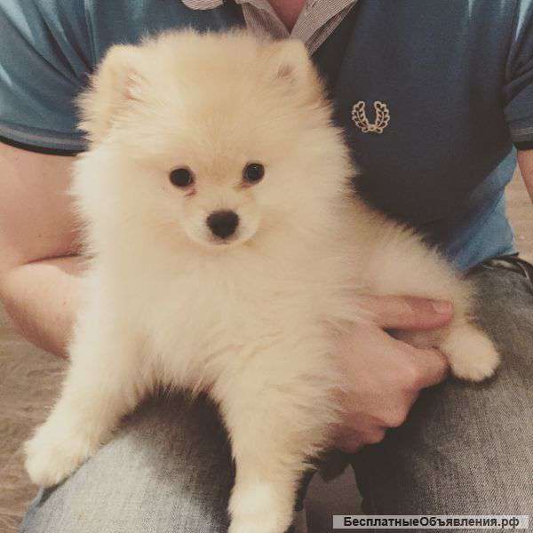 Померанский шпиц мини