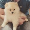 Померанский шпиц мини