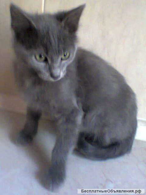 Отдам в добрые руки