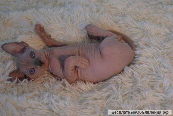 Котята Канадский сфинкс