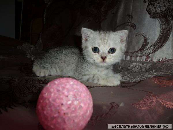 Шотландские котята