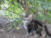 Отдам котенка