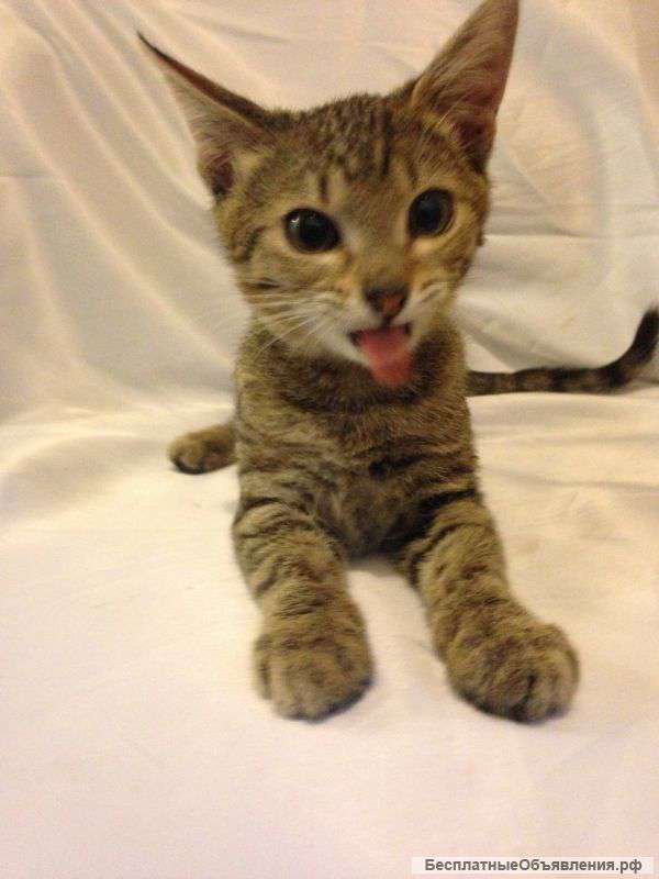 Маленькая тарахтелка