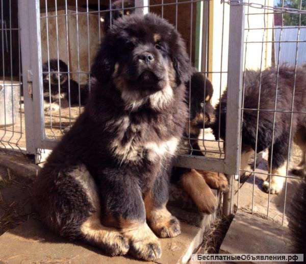 Щенков тибетского мастифа