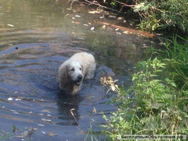 Найден Лабрадор