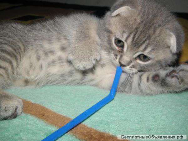 Шотландских котят