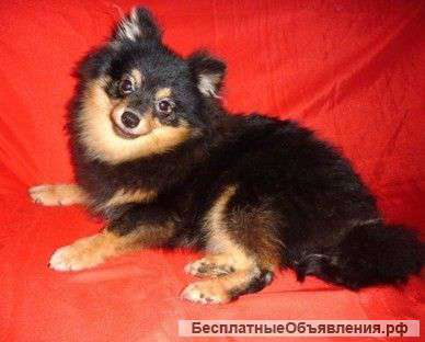 Подрощенные щенки шпица