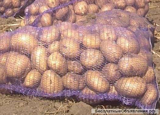 Оптовая продажа картофеля