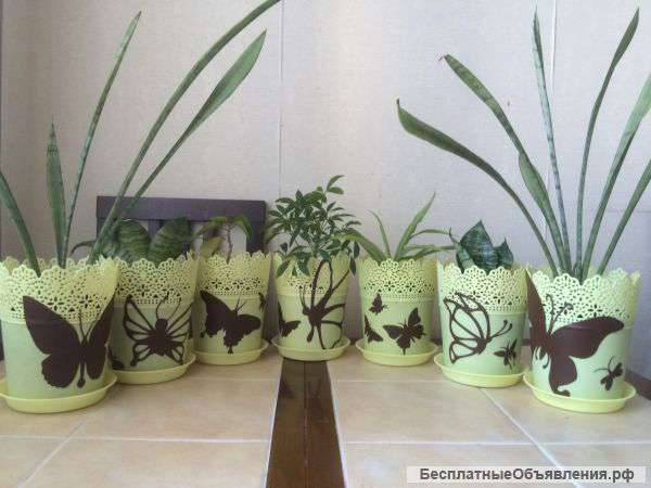 Цветы в горшках