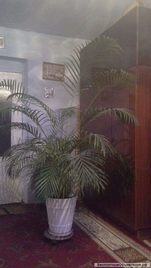 Комнатные растения (пальмы) для офиса