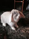 Крольчиху 9 месяцев