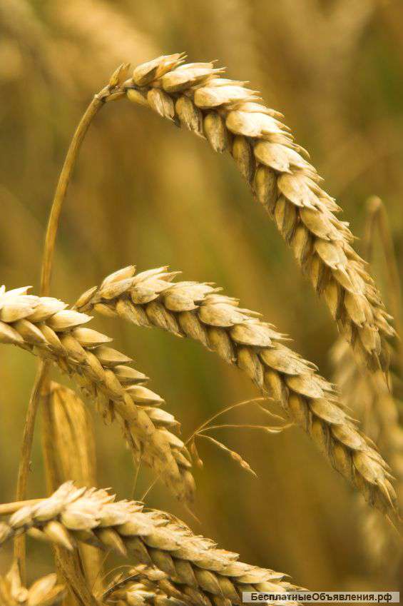 Семена озимой пшеницы, ячменя, тритикале урожая 2015