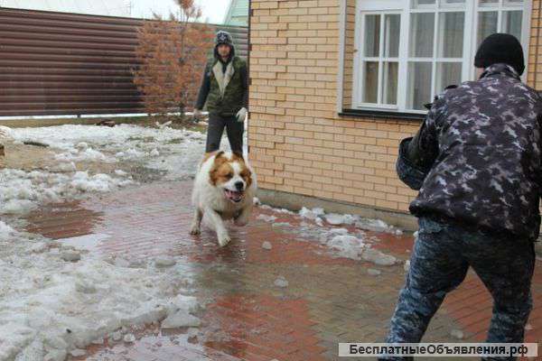 Профессиональная дрессировка собак