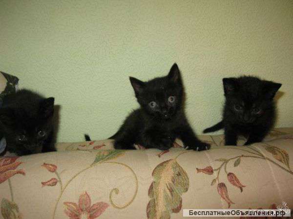 Отдам 2-х месячных котят (мальчики) в добрые руки