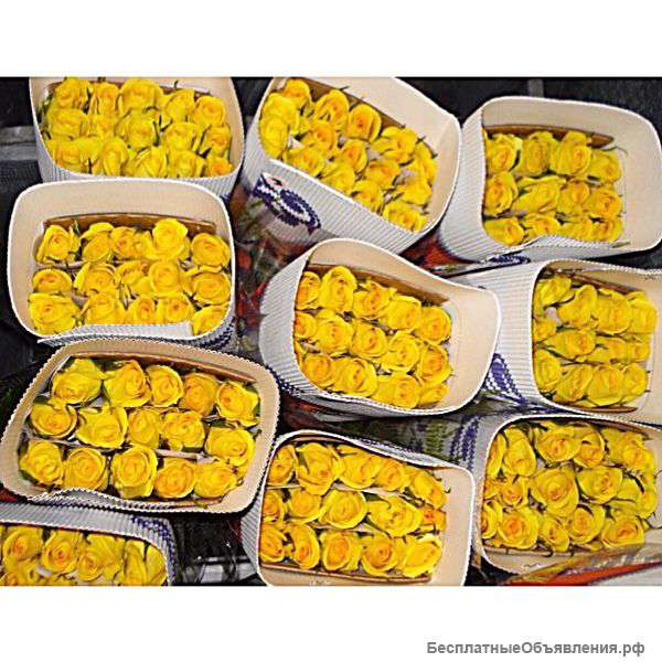 Цветы оптом из Эквадора