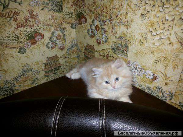Отдам персидского котенка